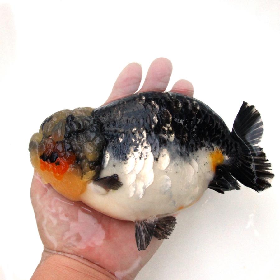 金魚らんちゅう17センチ 金魚）一点物 トリカラーらんちゅう 17cm±（外国産）（1匹