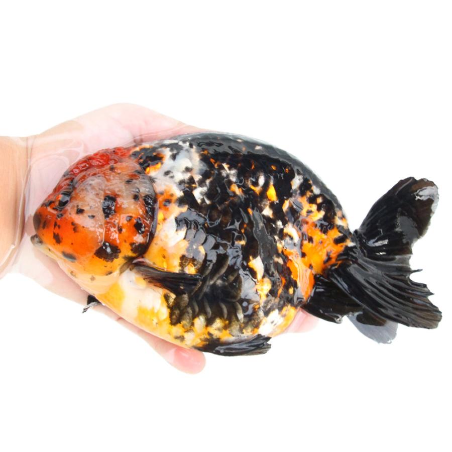 金魚）一点物 トリカラーらんちゅう 17cm±（外国産）（1匹