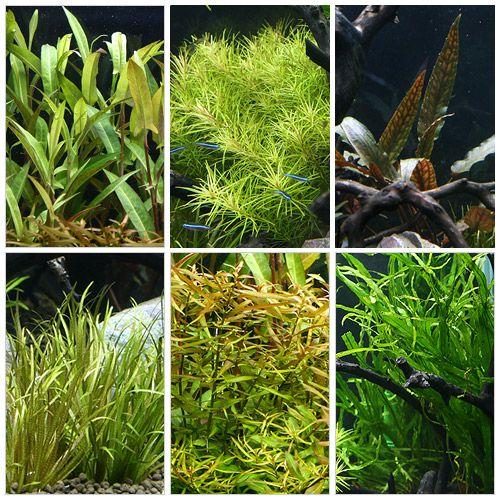 チャーム（charm） （水草）90cmレイアウト用水草セット 巨匠