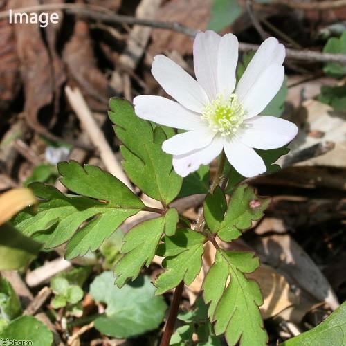 チャーム（charm） （山野草）菊咲きイチゲ（菊咲きイチリンソウ、菊咲