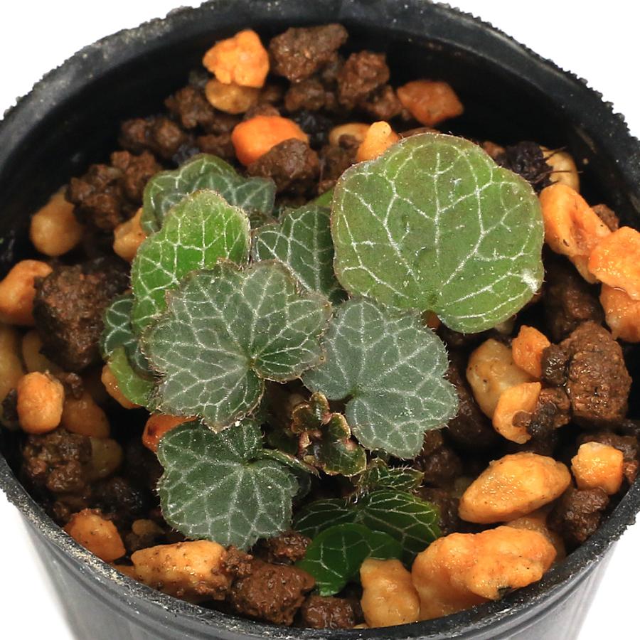 山野草）ビバリウムプランツ 極姫ユキノシタ（極姫雪ノ下）3cm