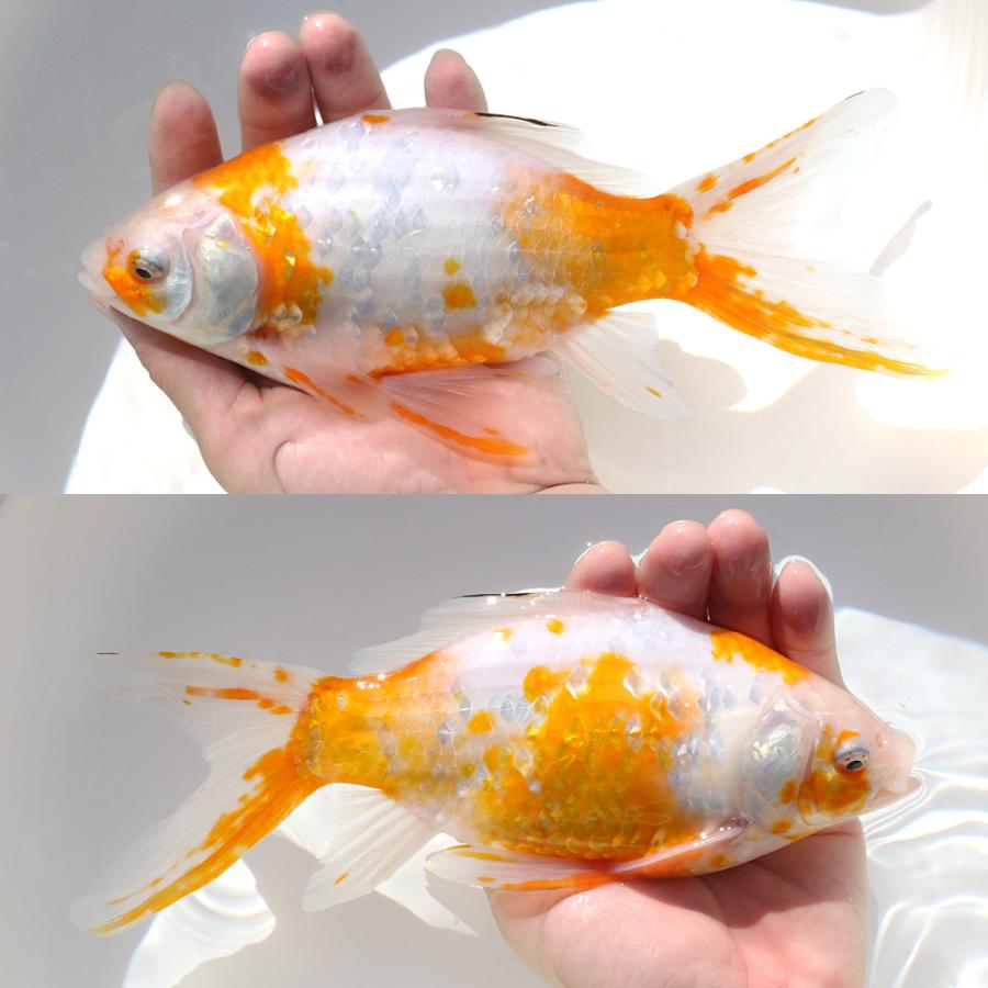 金魚　桜和金　　キラキラ 国産金魚）一点物 黄桜和金 荻野養魚場産 23cm±（1匹