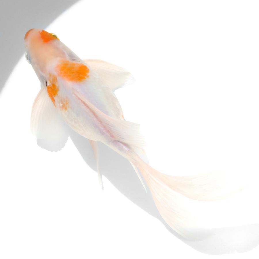 国産金魚）一点物 黄桜和金 荻野養魚場産 21cm±（1匹