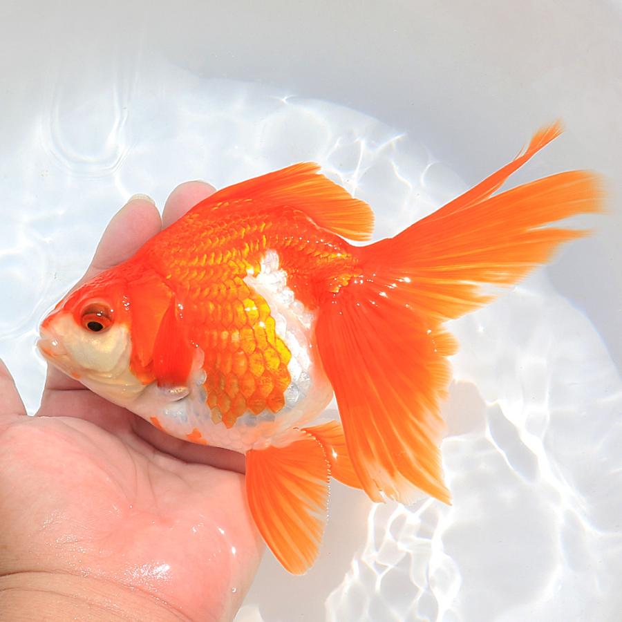 国産金魚）一点物 更紗琉金 19cm± 高澤養魚場産（1匹