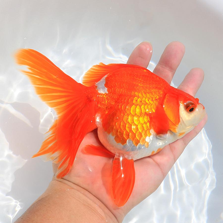 国産金魚）一点物 更紗琉金 19cm± 高澤養魚場産（1匹
