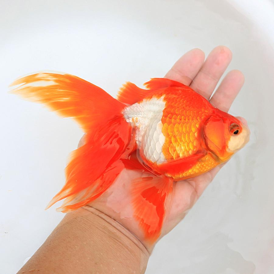 国産金魚）一点物 更紗琉金 17cm± 高澤養魚場産（1匹