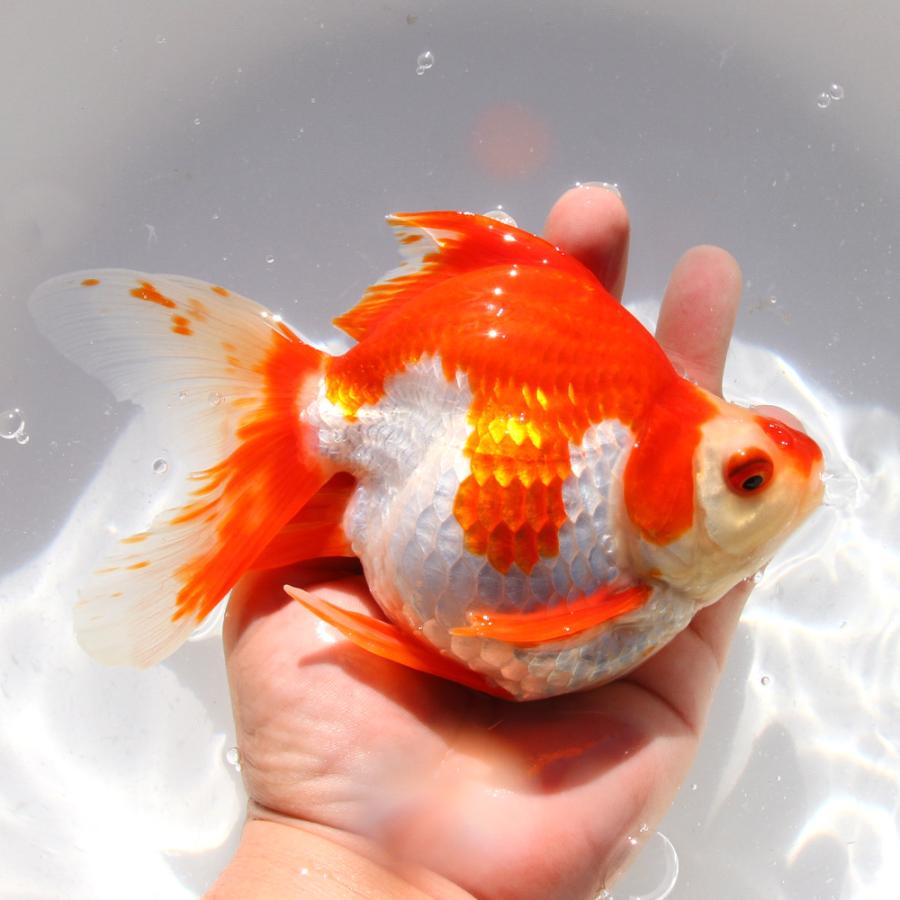 金魚一位　 国産金魚）一点物 更紗琉金 18cm± 高澤養魚場産（1匹） 北海道