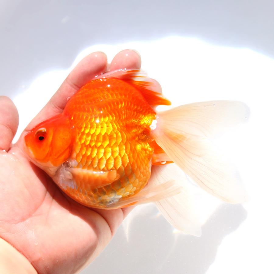 国産金魚）一点物 更紗琉金 15cm± 高澤養魚場産（1匹） 北海道