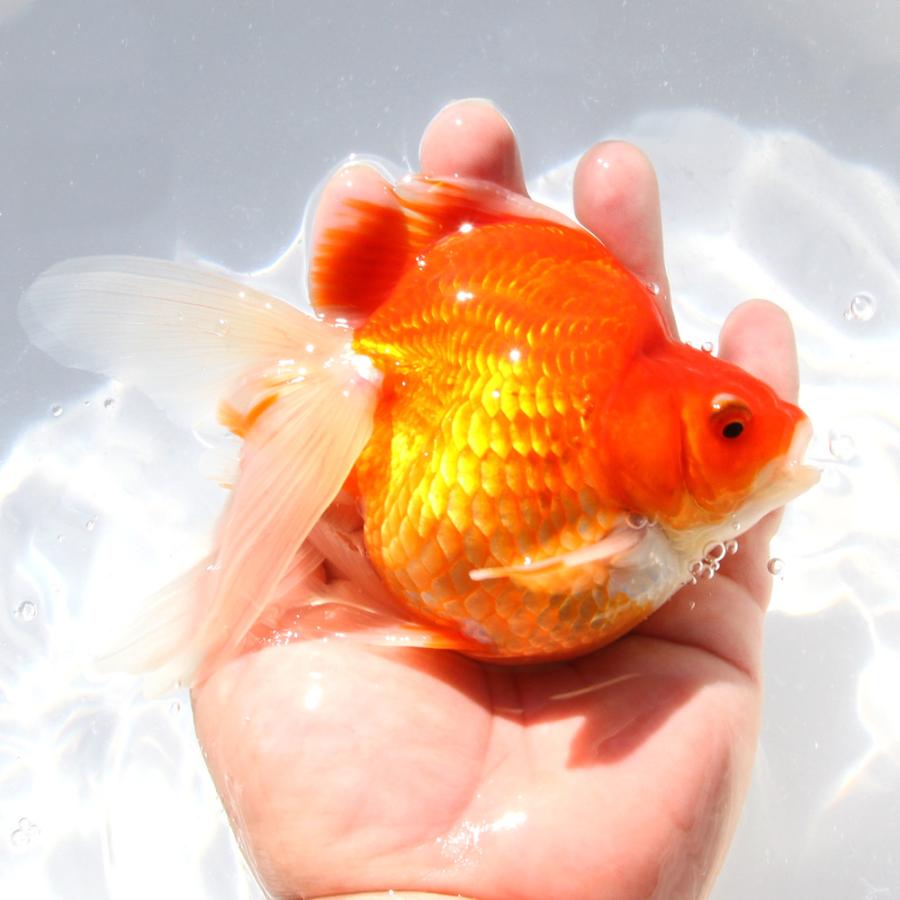 国産金魚）一点物 更紗琉金 15cm± 高澤養魚場産（1匹） 北海道