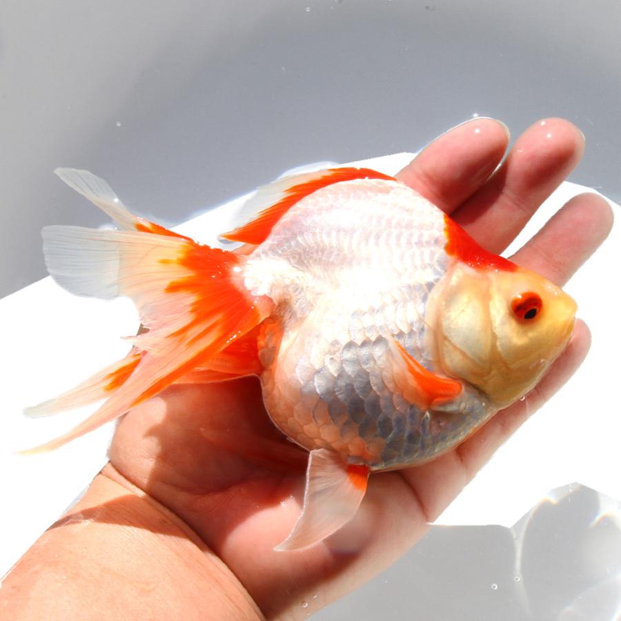 国産金魚）一点物 更紗琉金 15cm± 高澤養魚場産（1匹） 北海道