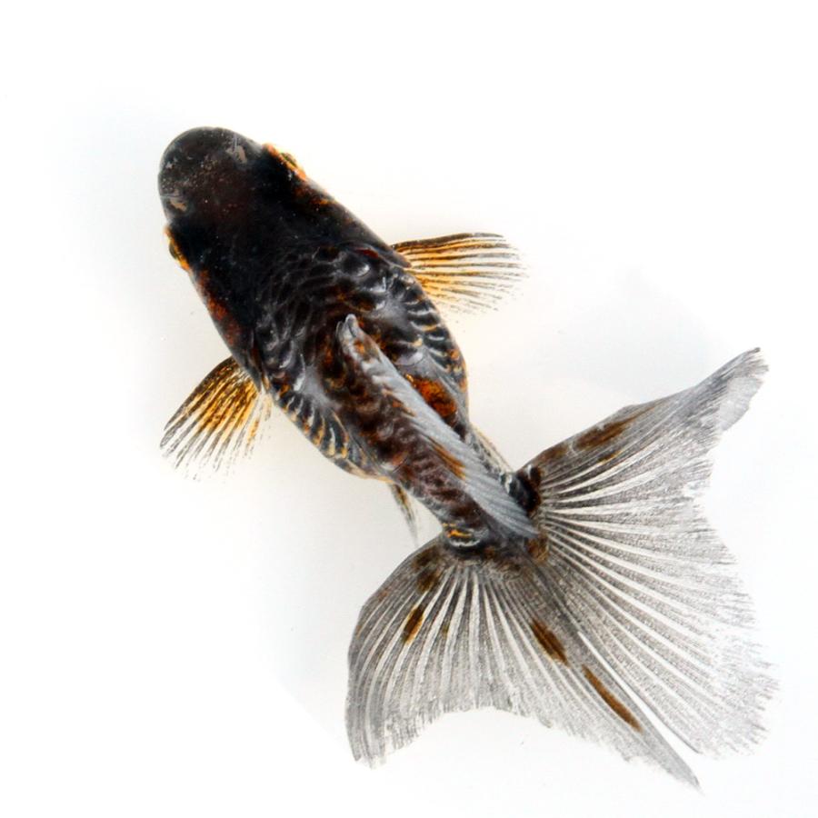 年末年始セール  一点物  金魚　ドラゴンスケール和金　四ツ尾 1月6日まで 国産金魚）一点物 ドラゴンスケール琉金 変わり柄 吉野養魚場 8cm