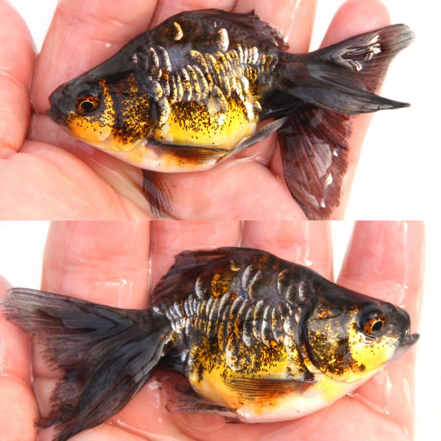 年末年始セール  一点物  金魚　ドラゴンスケール和金　四ツ尾 1月6日まで 国産金魚）一点物 ドラゴンスケール和金 四ツ尾 吉野養魚場産 16cm