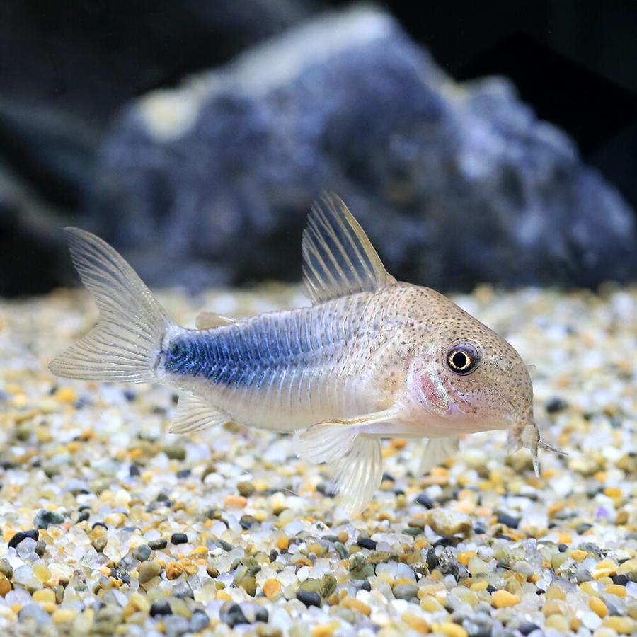 コリドラス大好きさま限定 熱帯魚）コリドラス・シミリス4（ワイルド）（1匹） 北海道・九州