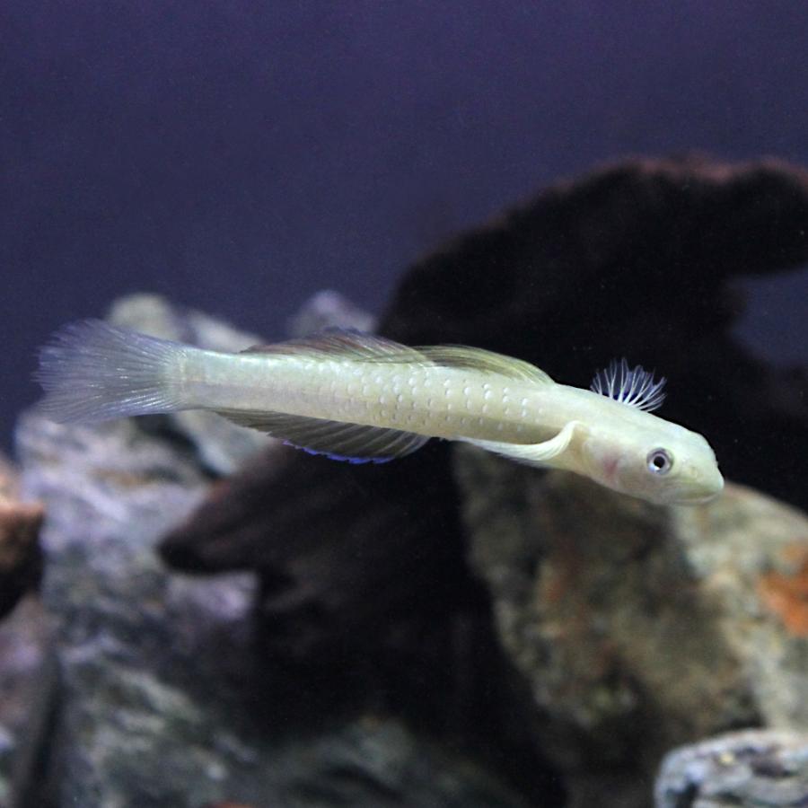 熱帯魚）キシオプス セブエンシス（1匹） 北海道・九州航空便要保温 