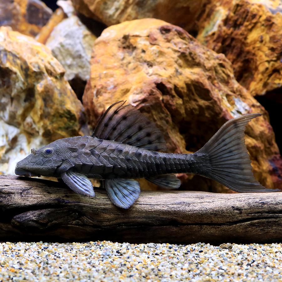 熱帯魚）ニューオレンジフィンアーマード・プレコ タパジョス 