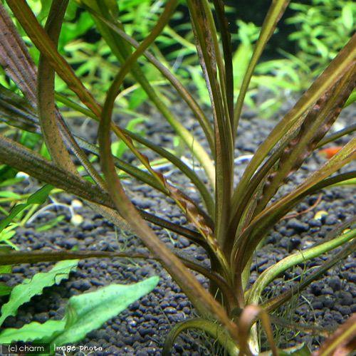 水草）クリプトコリネsp．ブフッターサン ケトゥ産 タイプA（水中葉