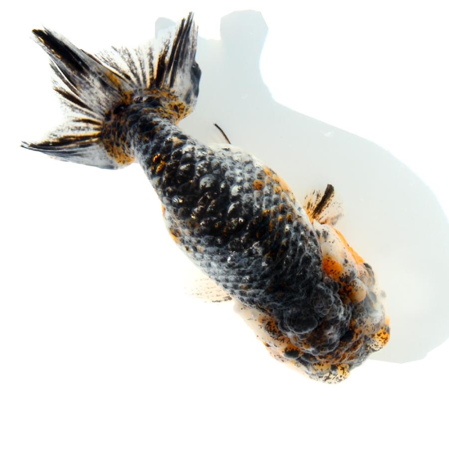 国産金魚）一点物 五色江戸錦 14cm±（1匹） : チャーム charm 