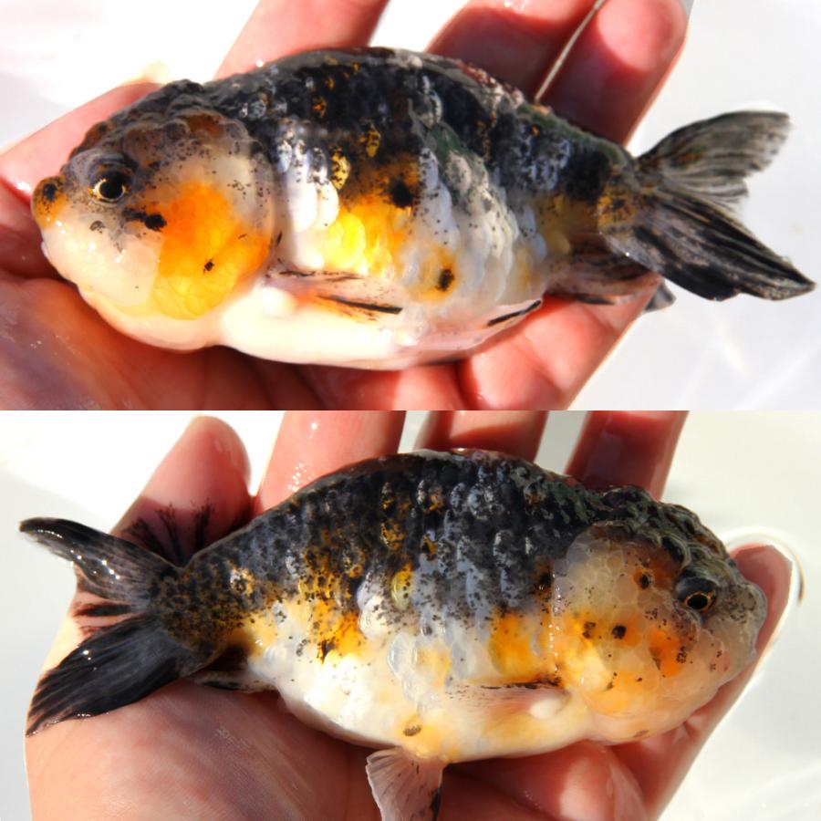 国産金魚）一点物 五色江戸錦 14cm±（1匹） : チャーム charm 