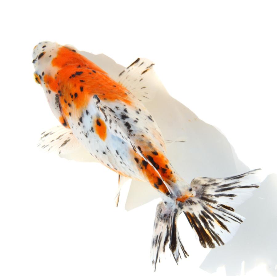 国産金魚）一点物 江戸地金 14cm± 志村養魚場（1匹） : チャーム