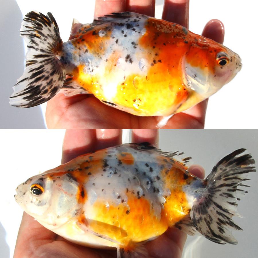 国産金魚）一点物 江戸地金 14cm± 志村養魚場（1匹） : チャーム