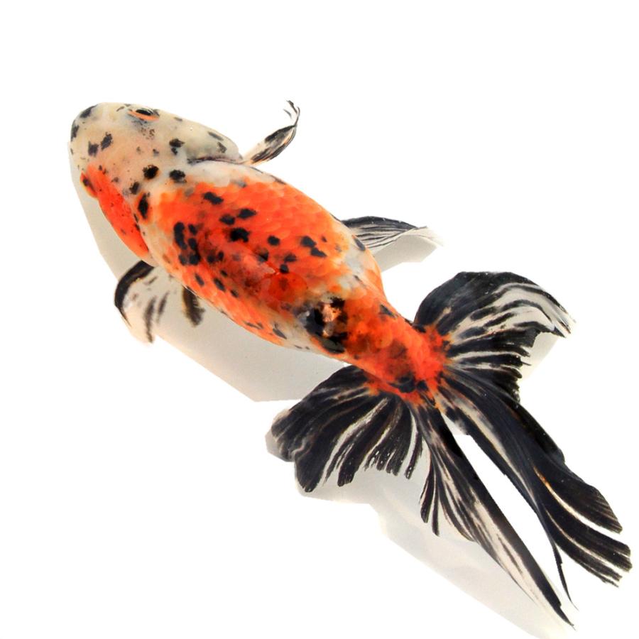 金魚 国産金魚）一点物 京錦 志村養魚場産 19cm±（1匹） : チャーム
