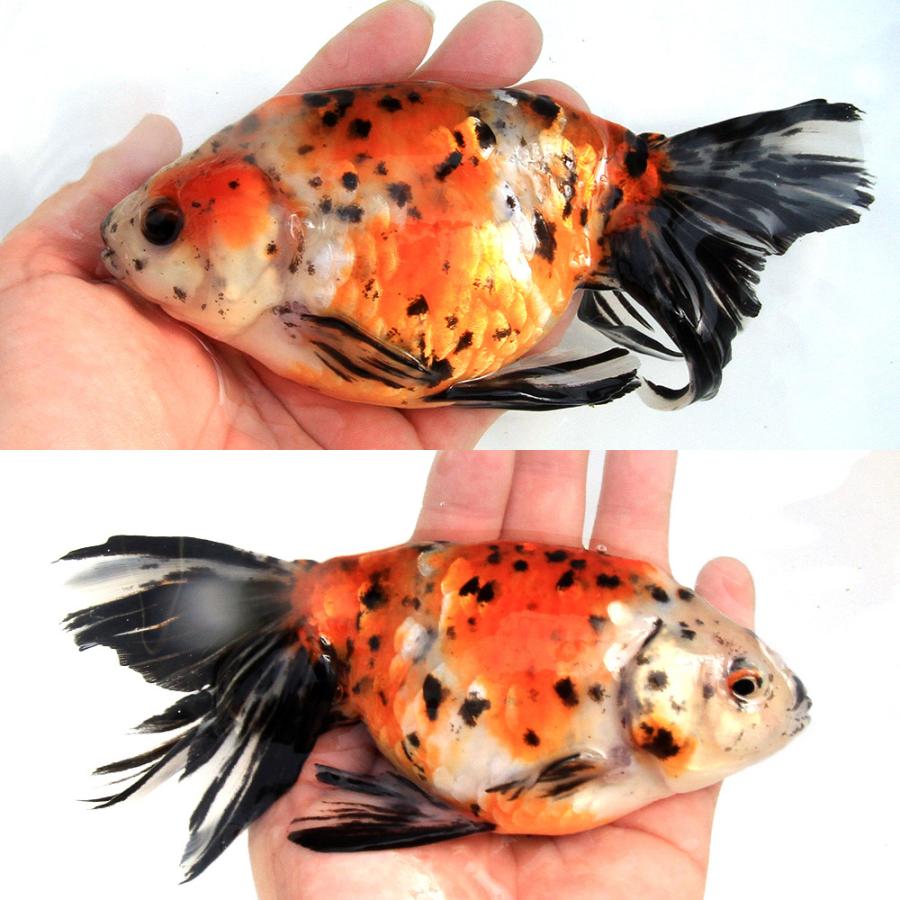 国産金魚）一点物 京錦 志村養魚場産 19cm±（1匹） : チャーム