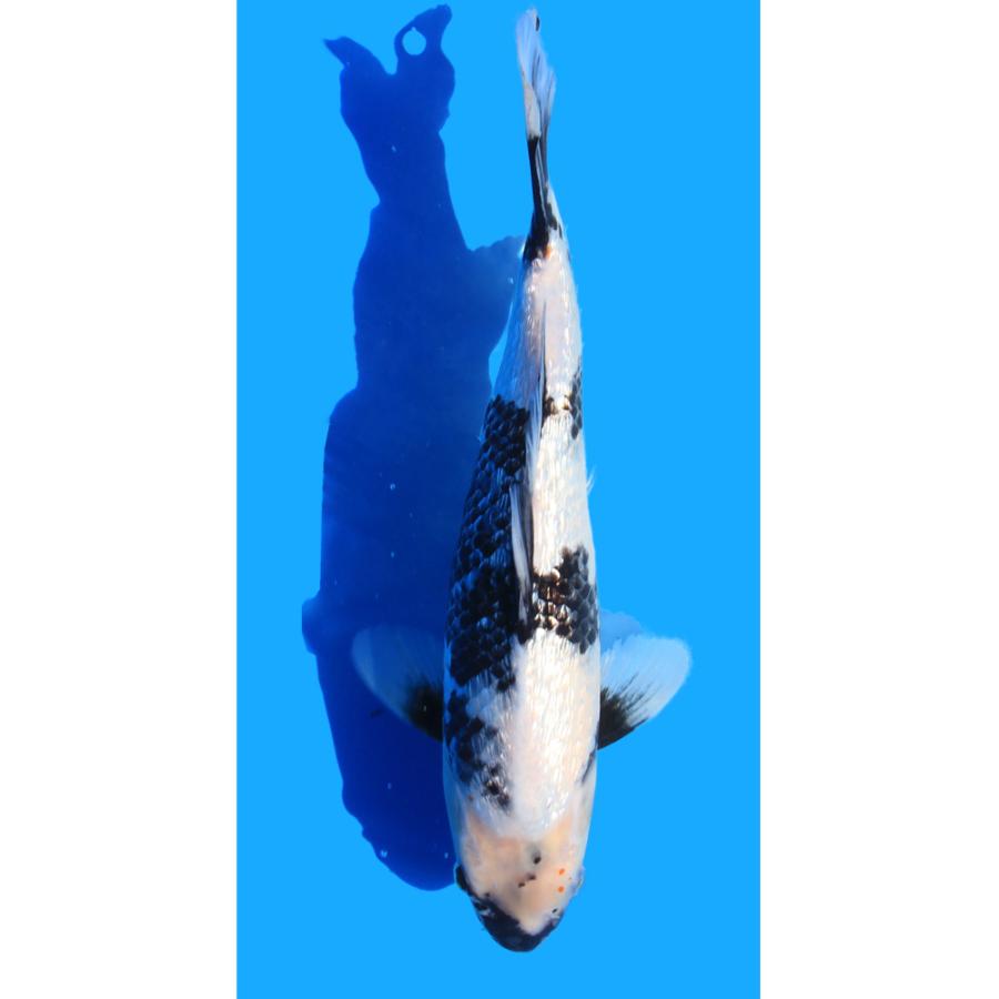 大量販売【錦鯉】稚魚20匹 (無選別) 楽天市場】錦鯉10匹の通販