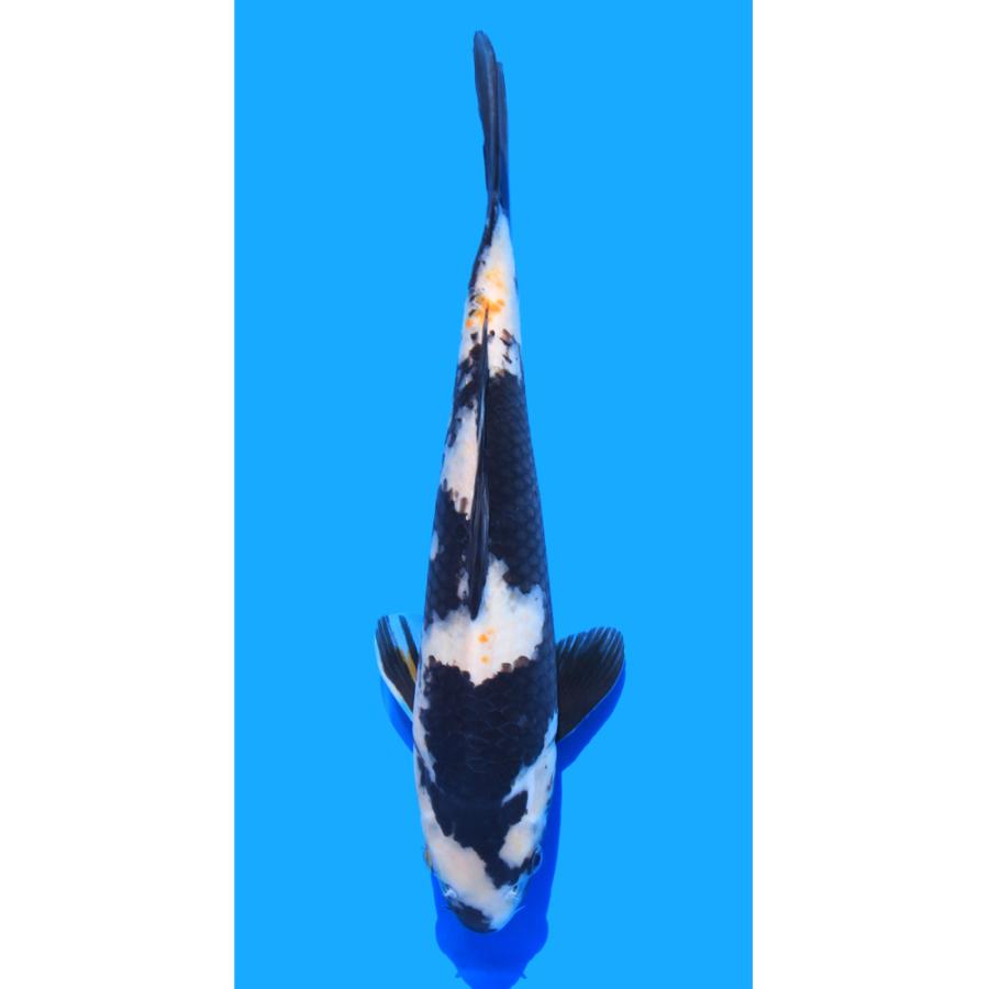 錦鯉）一点物 白写り 30cm±（1匹） : チャーム charm ヤフー店