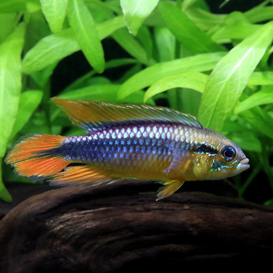 熱帯魚 10/9 入荷魚紹介 - 静岡市の熱帯魚専門店（大型魚・古代魚・珍魚