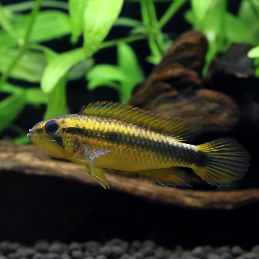 熱帯魚 熱帯魚）ブルーゼブラタイラント パラダイスフィッシュ（1匹） 北海道