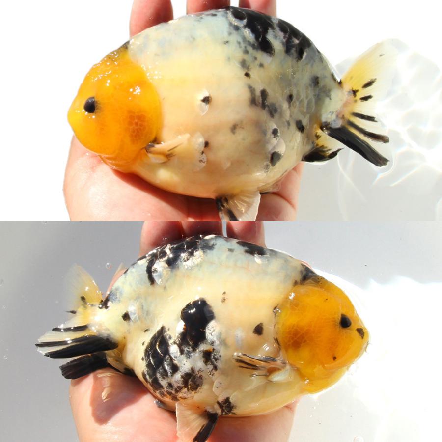 金魚）一点物 白黒らんちゅう 14cm±（外国産）（1匹） 北海道