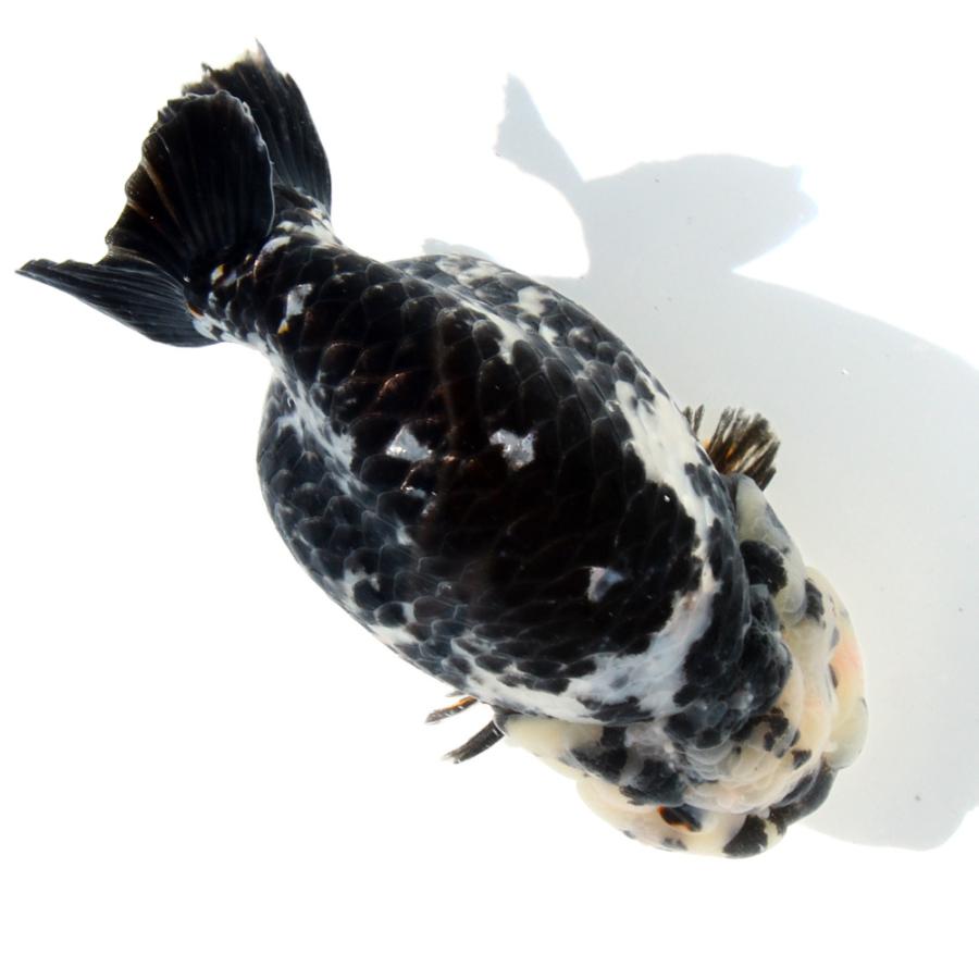 金魚）一点物 白黒らんちゅう 14cm±（外国産）（1匹） 北海道