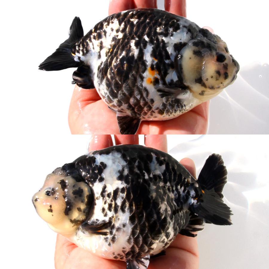 金魚）一点物 白黒らんちゅう 14cm±（外国産）（1匹） 北海道