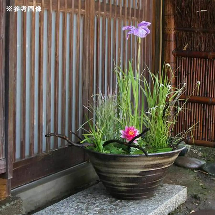 メダカ鉢 睡蓮鉢 金魚 庭 雨水の樋受貯水用 【公式通販】