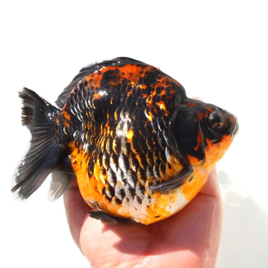 金魚）一点物 五色琉金 ショートテール 15cm±（外国産）（1匹