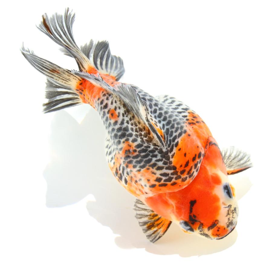 金魚(約20匹)ショートテール、玉サバ、ピンポン、らんちゅう等 金魚）一点物 五色琉金 ショートテール 15cm±（外国産）（1匹