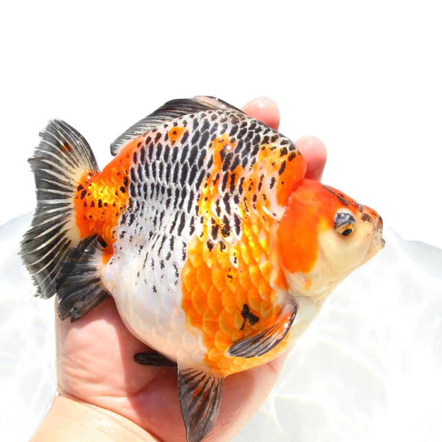 金魚）一点物 五色琉金 ショートテール 15cm±（外国産）（1匹