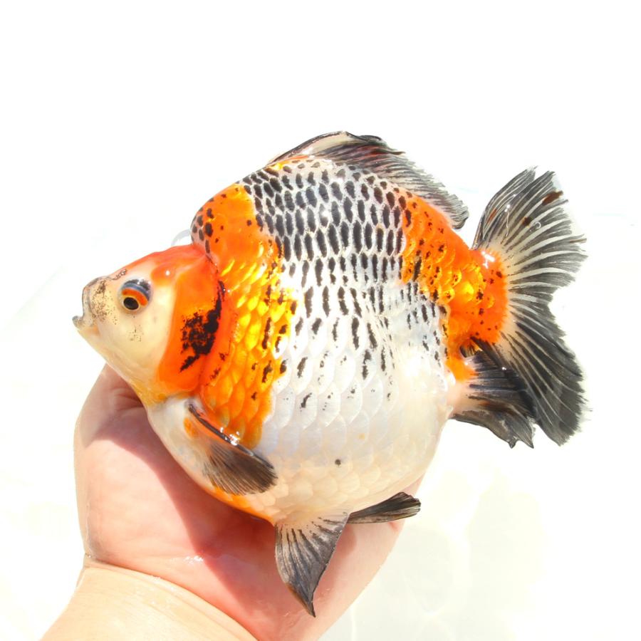 金魚）一点物 五色琉金 ショートテール 15cm±（外国産）（1匹