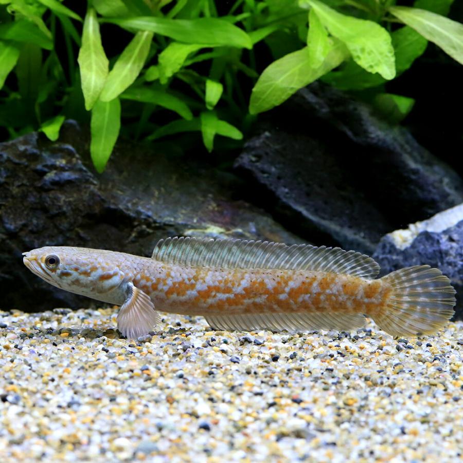 入荷未定）（熱帯魚）チャンナ コッキネア（1匹） 北海道・九州航空便 