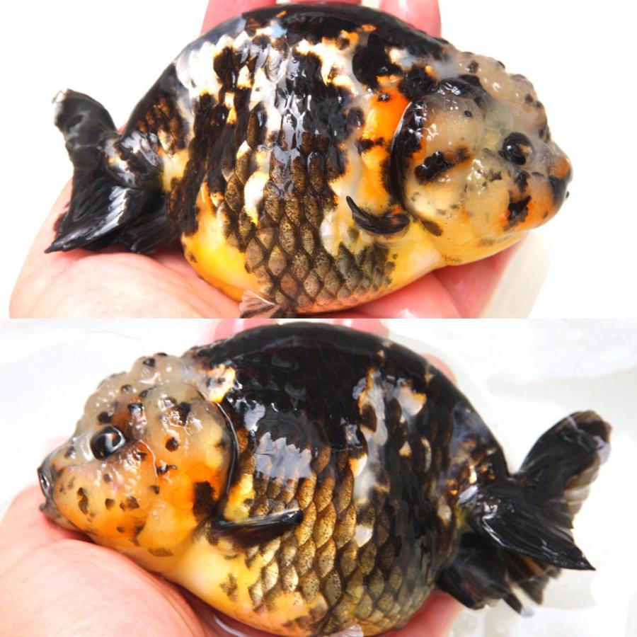 金魚）一点物 らんちゅう 12cm±（外国産）（1匹） 北海道・九州