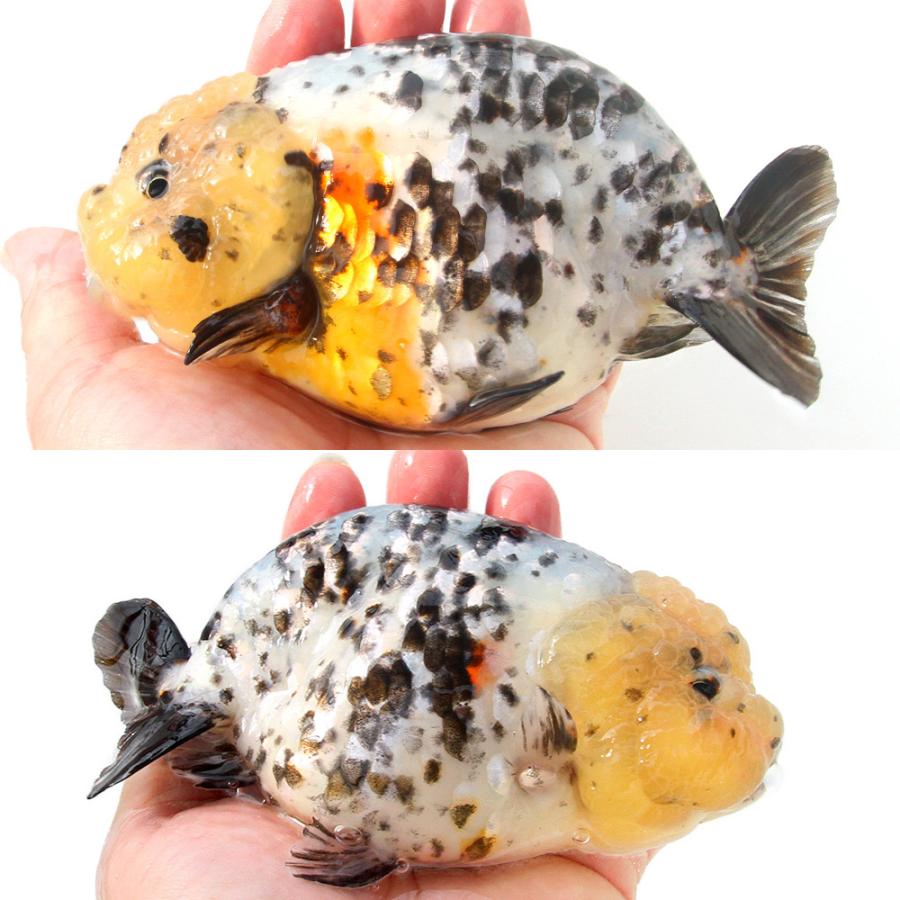 らんちゅう上物 金魚）一点物 白黒らんちゅう 14cm±（中国産）（1匹） 北海道