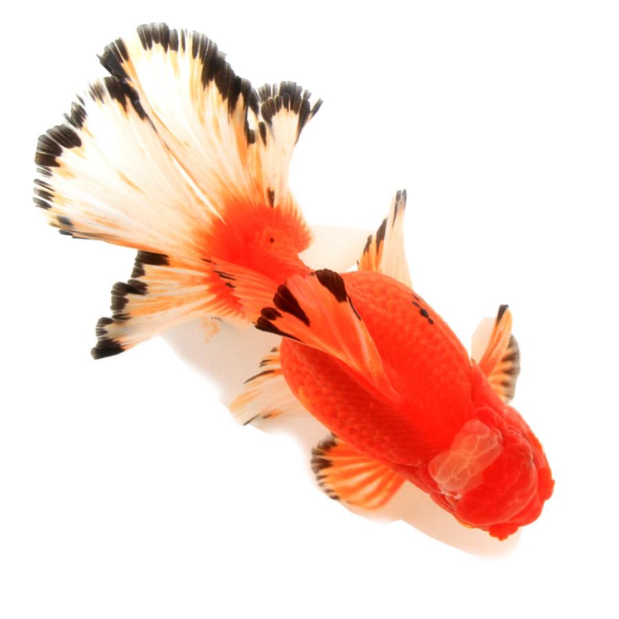 金魚）一点物 更紗オランダ獅子頭 ローズテール 16cm 