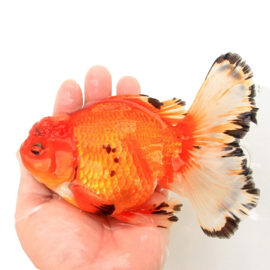 金魚）一点物 更紗オランダ獅子頭 ローズテール 16cm