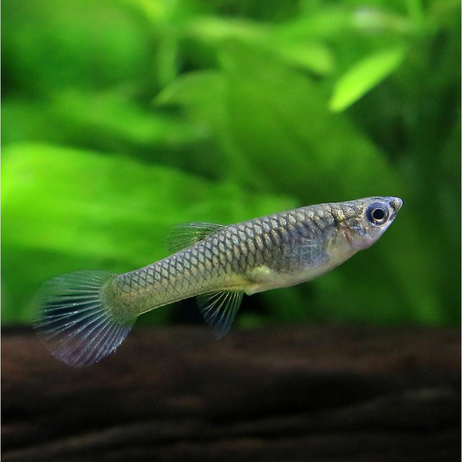 入荷未定）（熱帯魚）エンドラーズ・グッピー グリーンスラッシュ