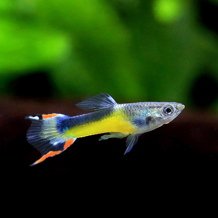 入荷未定）（熱帯魚）エンドラーズ・グッピー イエローサドル（国産