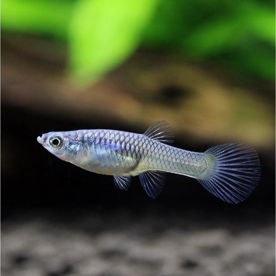 入荷未定）（熱帯魚）エンドラーズ・グッピー イエローサドル（国産