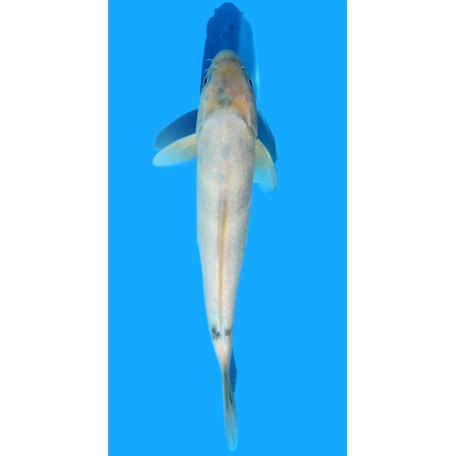 錦鯉）一点物 錦鯉 変わり柄 27cm±（1匹） : チャーム charm