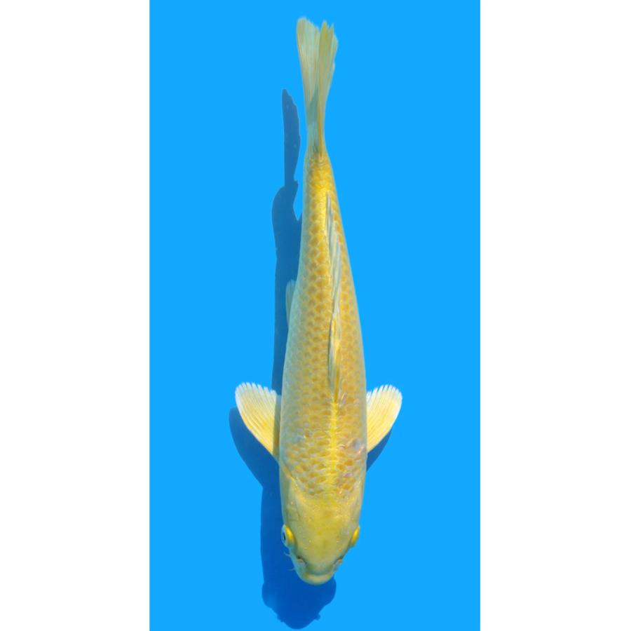錦鯉）一点物 山吹黄金 27cm±（1匹） : チャーム charm ヤフー店