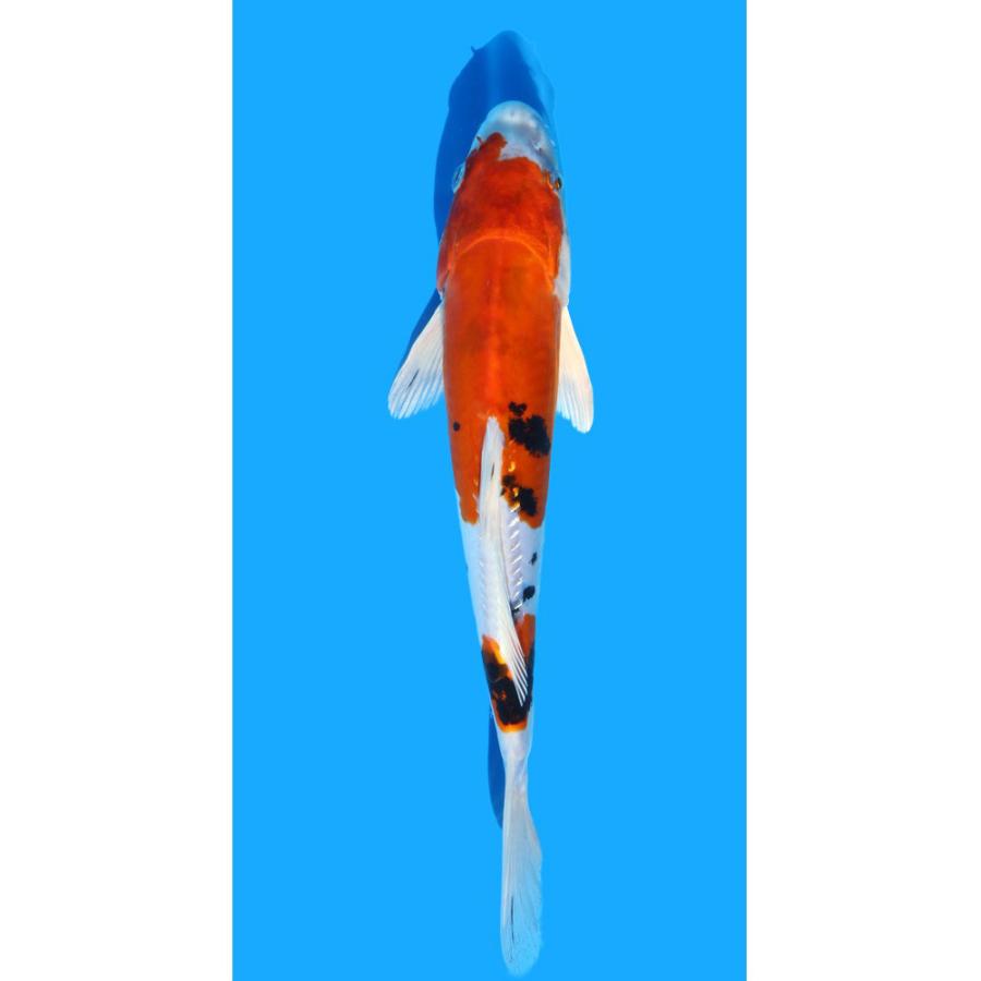 【希少】カスタム　テレキャスター　錦鯉　一点物 希少】カスタム テレキャスター 錦鯉 一点物 - メルカリ