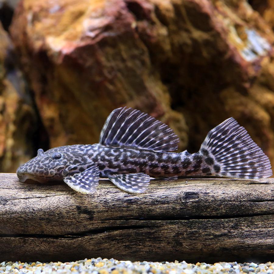 熱帯魚）ドラゴンハイフィンレオパード・トリム Sサイズ（ワイルド